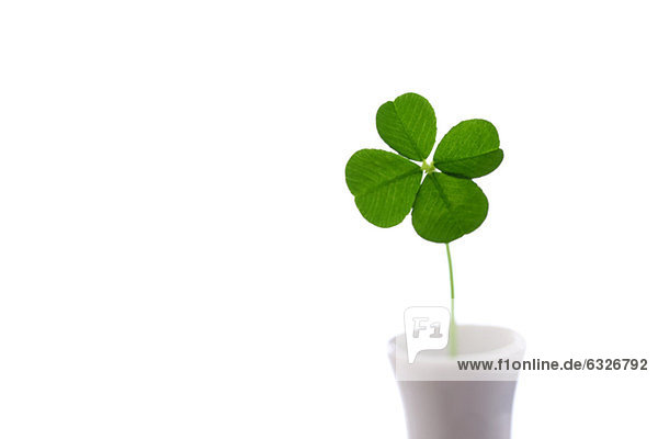 Clover In Cup Against White Background