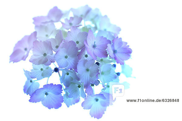 Blue Hydrangea Flowers On White Background