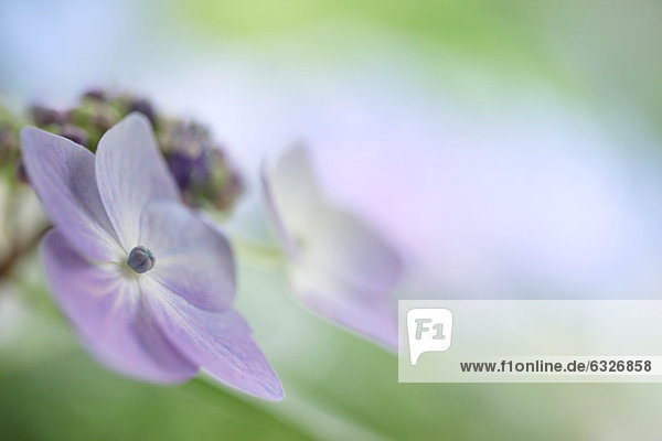 Close-Up Of Hydrangea Flower