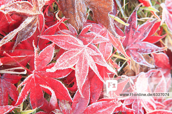 Red Fallen Leaves In Winter