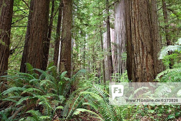 Baum Sequoia Kalifornien