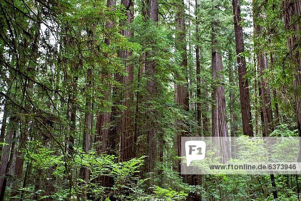 Baum Sequoia Kalifornien