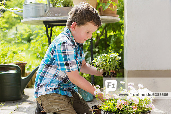 Junge pflanzt Blumen im Freien