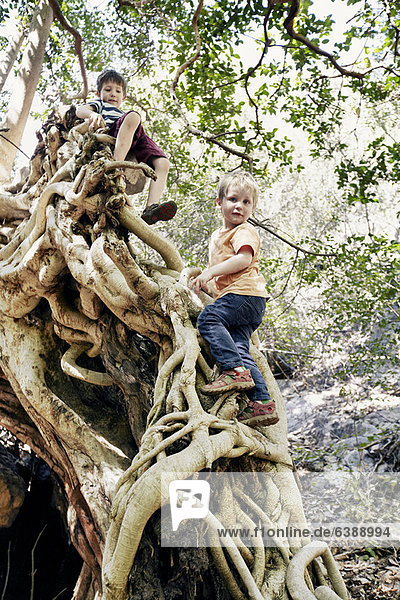Kinder klettern gemeinsam auf einen Baum