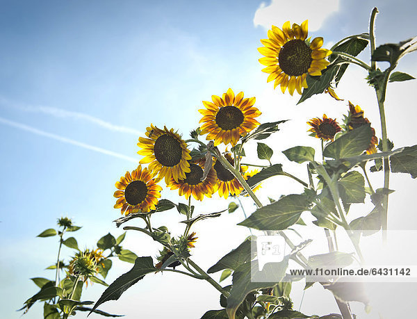 Sonnenblumen (Helianthus annuus) im Gegenlicht Stuttgart Baden-Württemberg Deutschland Europa