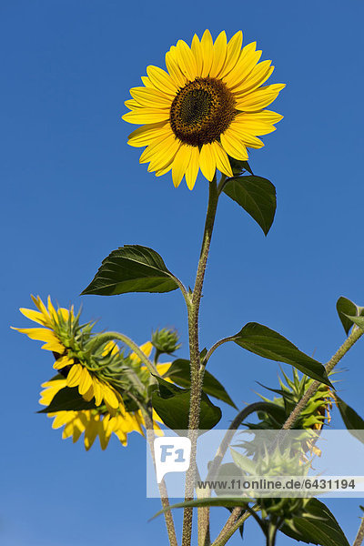 Sonnenblume (Helianthus annuus) blauer Himmel Stuttgart Baden-Württemberg Deutschland Europa
