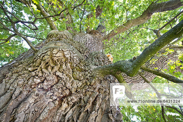 Europa Baum Eiche 1 Baden-Württemberg Deutschland