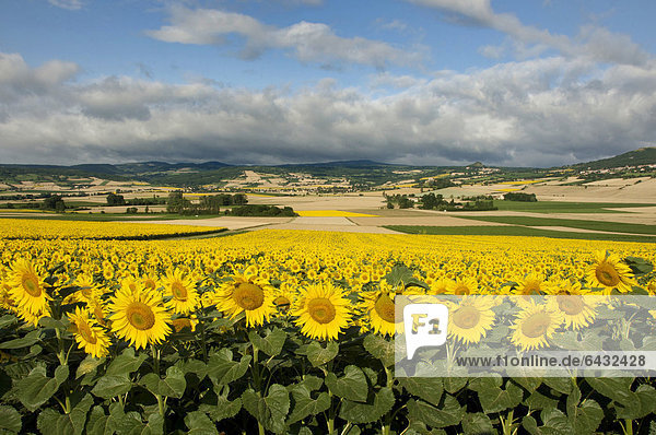 Landscape of the Lembronnais and field of sunflowers  Auvergne  France  Europe