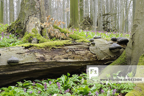 Europa Wald Holz Pilz Buche Buchen Deutschland Thüringen
