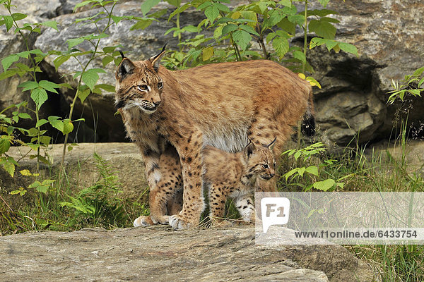 Luchs (Lynx lynx)  Muttertier und Jungtier  Nationalpark Bayerischer Wald  Bayern  Deutschland  Europa  ÖffentlicherGrund