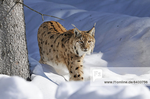 Luchs (Lynx lynx)  läuft durch Tiefschnee  Nationalpark Bayerischer Wald  Bayern  Deutschland  Europa  ÖffentlicherGrund