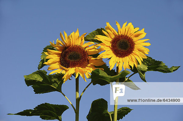 Zwei Sonnenblumen (Helianthus annuus)