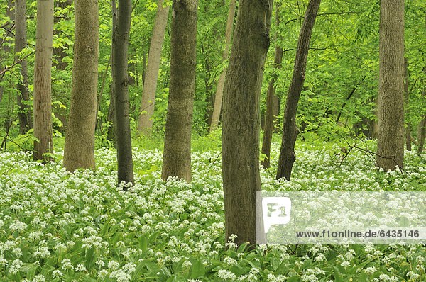 Waldboden bedeckt mit Bärlauch (Allium ursinum)  Leipziger Auwald  Sachsen  Deutschland  Europa
