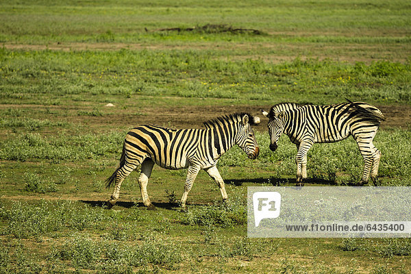 Grevyzebra Equus grevyi Berg Namibia Zebra Etoscha Wildpark Etosha Afrika Equus zebra Bergzebra