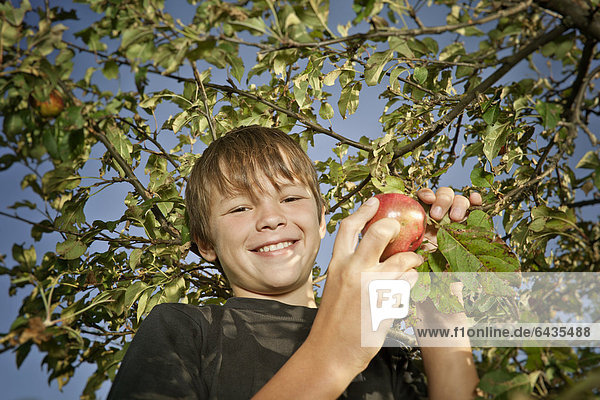 Junge beim Äpfelpflücken