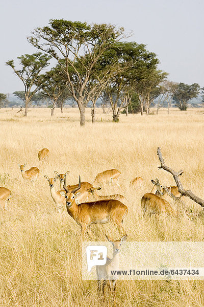 Gruppe von Uganda-Kobs (Kobus kob thomasi) in der Trockensavanne bei Ishasha  Queen Elizabeth National Park  Uganda  Afrika