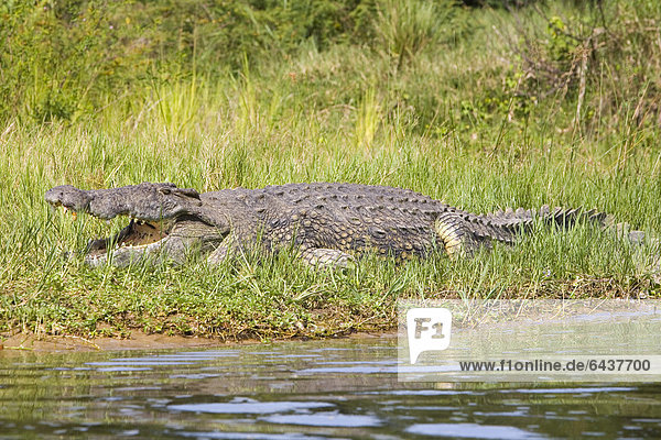 Nilkrokodil (Crocodylus niloticus) am Ufer des Victoria-Nils im Murchison Falls National Park  Paraa  Uganda  Afrika