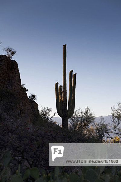 Ein Kaktus in einer Wüste in der Dämmerung  Tucson  Arizona  USA