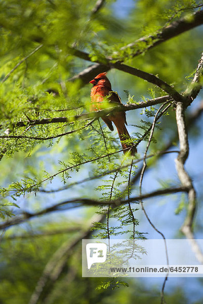 North Carolinas satter Vogel  der Rote Kardinal (Cardinalis cardinalis)