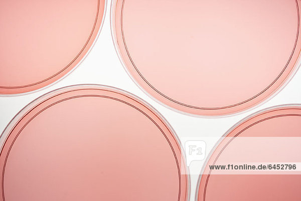 Vier Petrischalen mit rosa Flüssigkeit