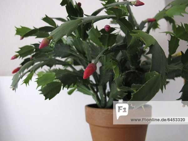 Christmas cactus plant (Schlumbergera)