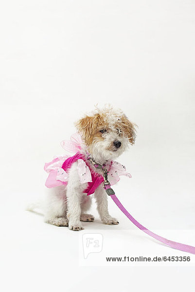 Ein Mischlingshund im rosa Feenkostüm