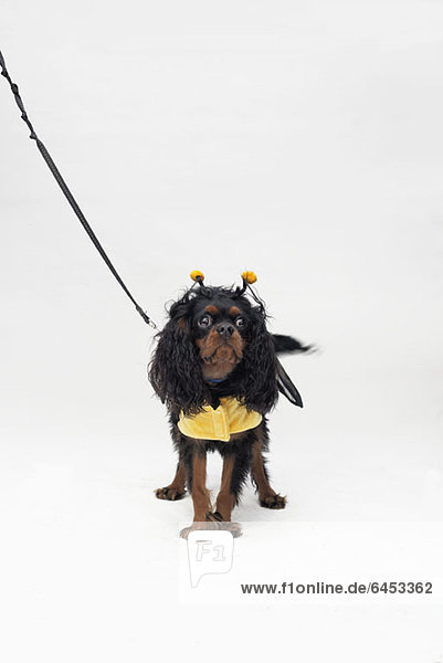 Ein Cavalier King Charles Spaniel im Bienenkostüm