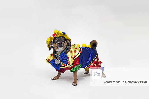 Ein gemischter Chihuahua in einem bunten Clown-Kostüm.