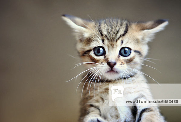 Ein kleines Tabby-Kätzchen in Großaufnahme