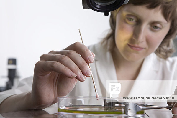 Ein Forschungstechniker  der einen Wattestäbchen auf Flüssigkeit in einer Petrischale verwendet.