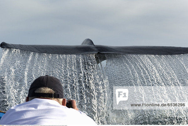 Mandatory Credit: Photo by Christopher Swann / SpecialistStock / Rex Features ( 1277552a ) Blue whale (balaenoptera musculus) A delighted photographer with a blue whale tail streaming water right in front of him. Gulf of California. VARIOUS