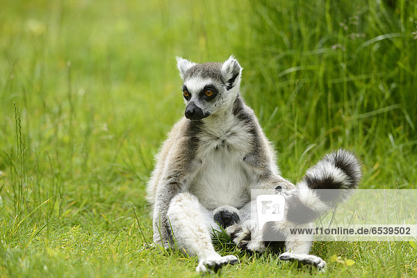Katta  Lemur catta  Zoo  Augsburg  Bayern  Deutschland  Europa