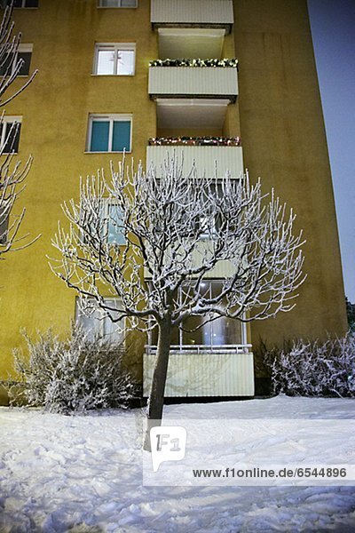 Baum  Gebäude  Apartment  Kälte