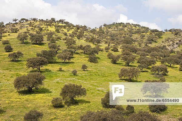 Landschaftlich schön  landschaftlich reizvoll  Baum  Hügel  Ansicht  Olive