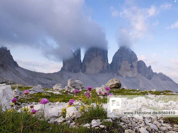 Europa  Italien  Blick auf Wildblumen und Tre Cime di Lavaredo Berge