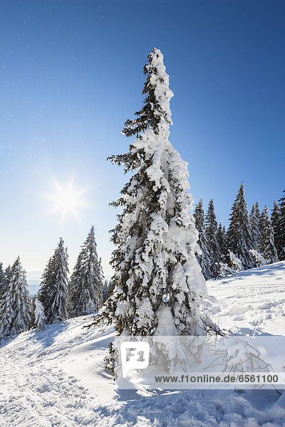 Germany  Bavaria  View of snow covered trees at Bavarian Forest