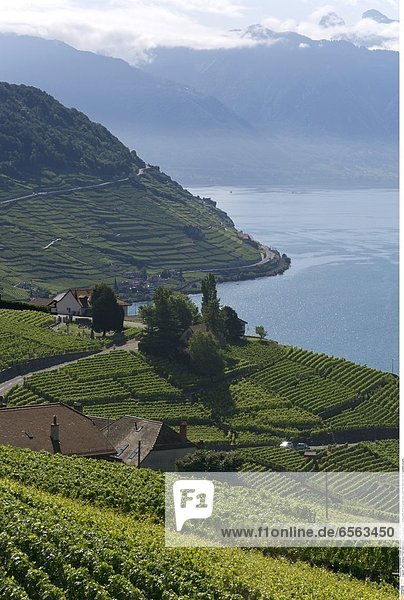 Lake Geneva: From Grandvaux until Lausanne the wineyards offer a great view over the lake and the mountains around.