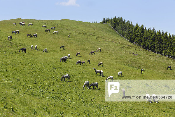 Austria  Styria  Lipizzan Horses on summer pasture at Stubalpe mountain