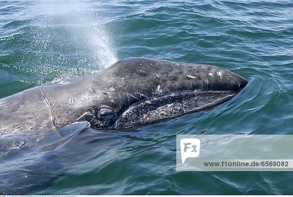 March 12 2007 - Gray whale calf.Eschrichtius robustus.Photographed in San Ignacio Lagoon Baja California South Mexico (Credit Image: © Francois Gohier/VW Pics/ZUMAPRESS.com)