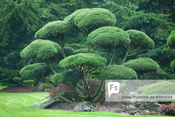 Gartenbonsai Krummholzkiefer (Pinus mugo subsp. mugo) *** Local Caption ***