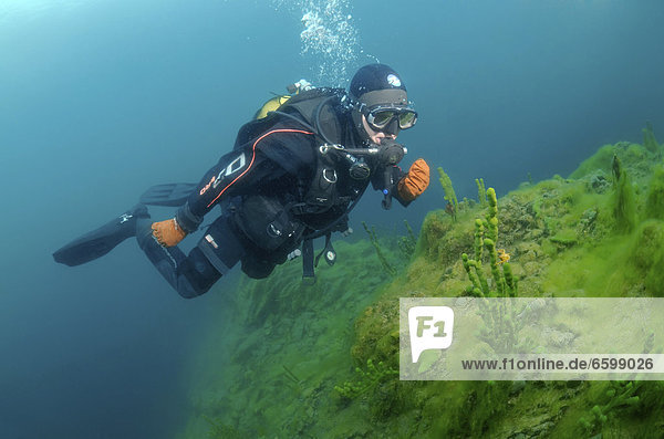 Diver and Demosponge (Lubomirskia baicalensis)  Lake Baikal  Siberia  Russian Federation  Eurasia