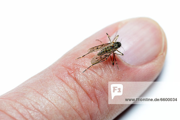 Stechmücke (Culex pipiens) auf einem Finger