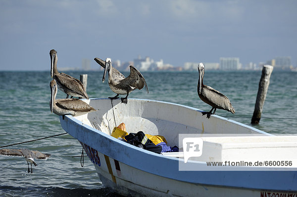 Fischerboot mit Braunpelikanen (Pelecanus occidentalis) am Strand Puerto Juarez  Cancun  Halbinsel Yucatan  Bundesstaat Quintana Roo  Mexiko  Lateinamerika  Nordamerika