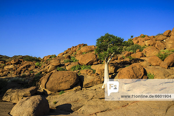 Landschaft im Doros Revier  Damaraland  Namibia  Afrika