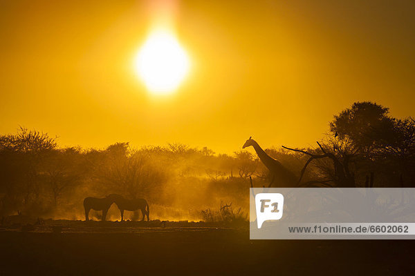 Wildtiere im Sonnenuntergang  Steppenzebra (Equus quagga)  Giraffe (Giraffa camelopardalis)  Etosha-Nationalpark  Namibia  Afrika