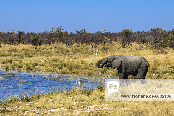 Afrikanischer Elefant (Loxodonta africana) am Wasserloch  Etosha-Nationalpark  Namibia  Afrika