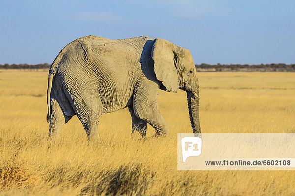 Afrikanischer Elefant (Loxodonta africana)  Etosha-Nationalpark  Namibia  Afrika