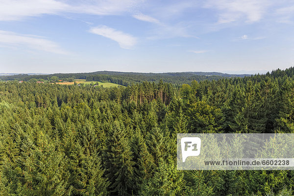 Fichtenwald  Blick vom Baumkronenweg in Kopfing im Innkreis  Innviertel  Oberösterreich  Österreich  Europa