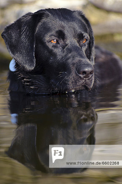 Junger schwarzer Labrador im Wasser