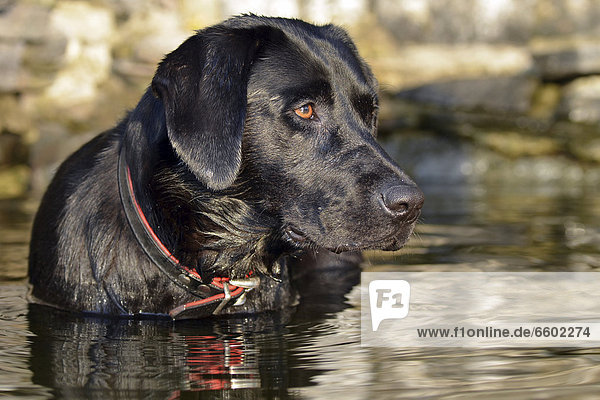 Black Labrador dog standing in the water